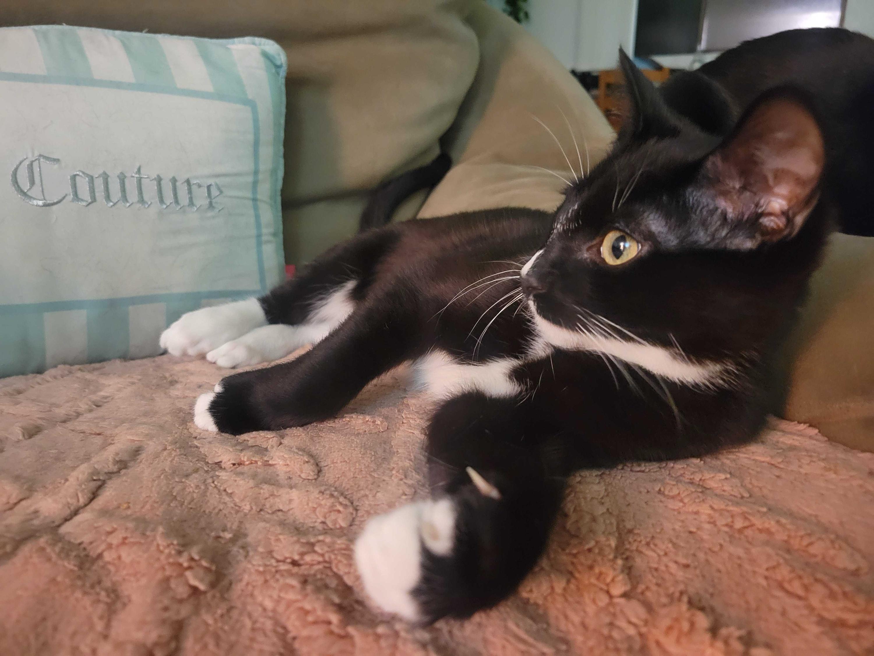 Enlarge Lucky, a Adoptable Domestic Short Hair in Seattle, WA image 6/6