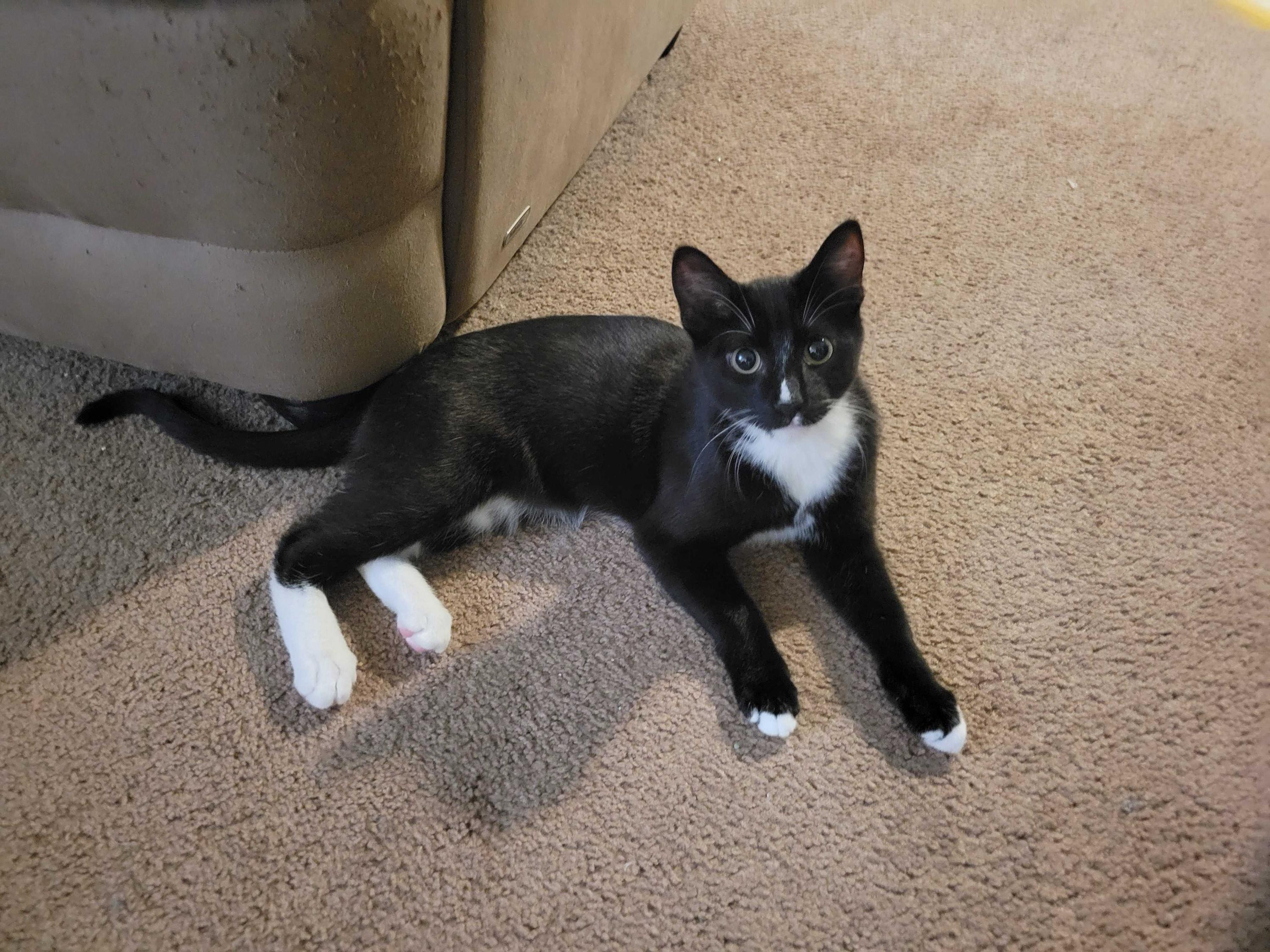 Enlarge Lucky, a Adoptable Domestic Short Hair in Seattle, WA image 2/6