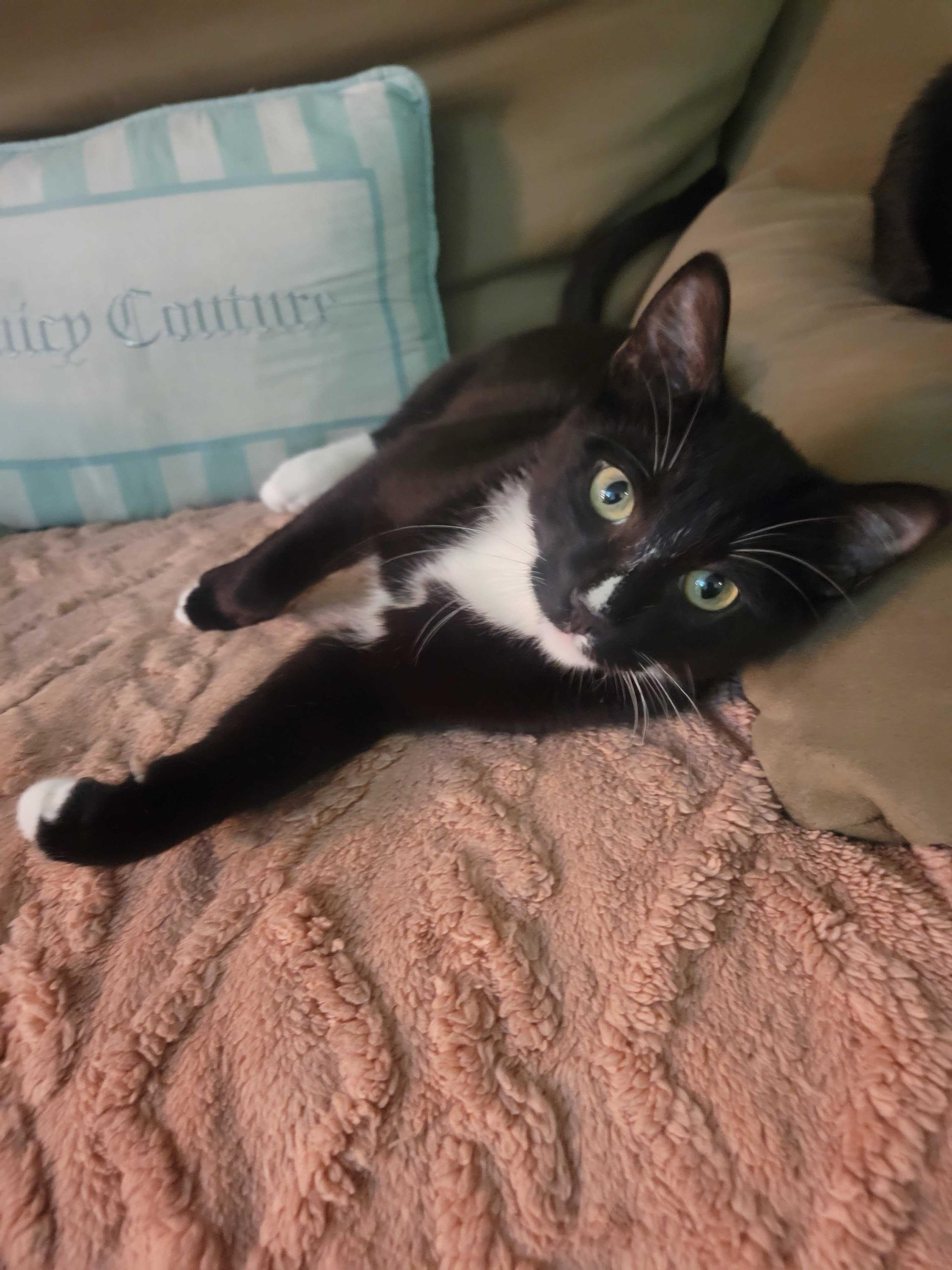 Lucky, Adoptable, Young Male Domestic Short Hair.