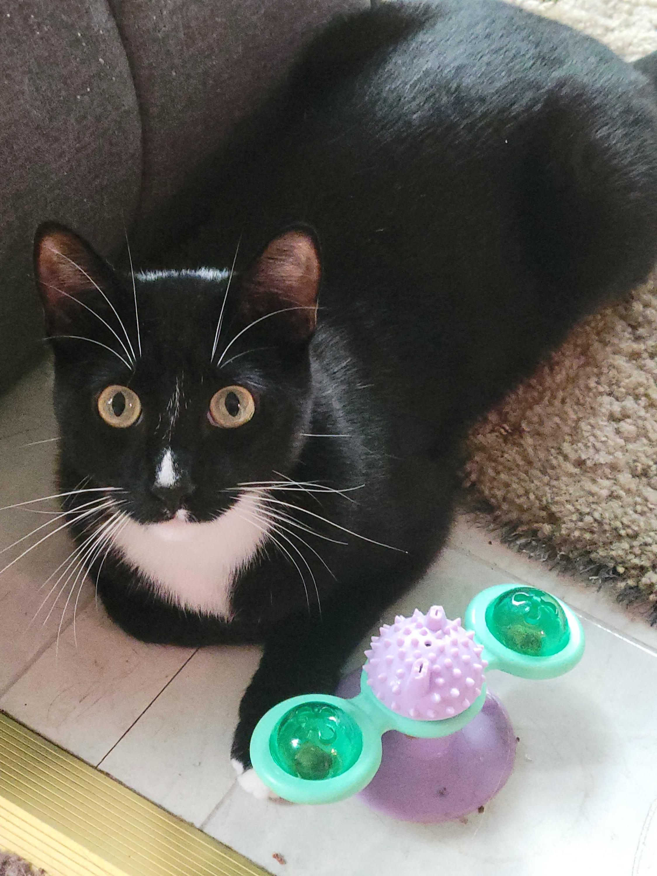 Enlarge Lucky, a Adoptable Domestic Short Hair in Seattle, WA image 4/6