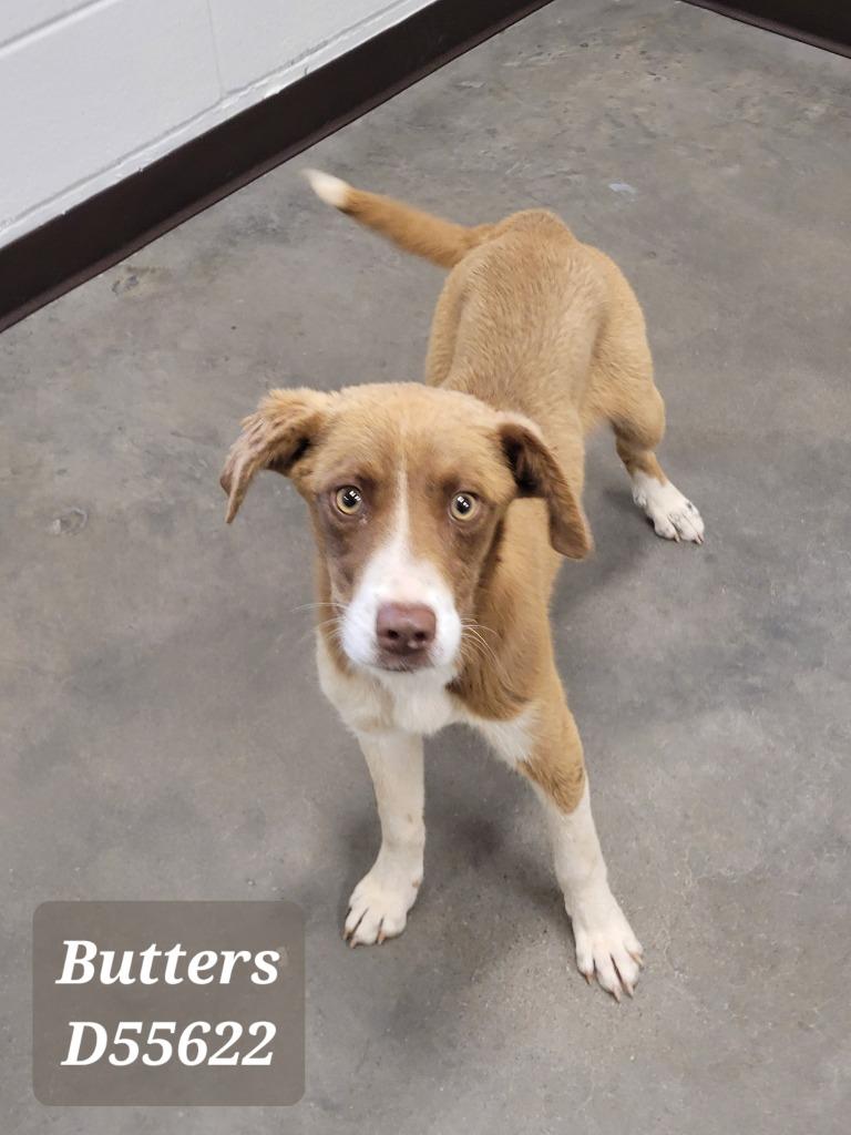 Butters, Adoptable, Puppy Male Mixed Breed.