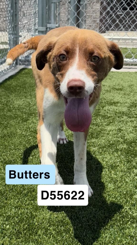 Enlarge Butters, a Adoptable Mixed Breed in Clarksville, TN image 2/2