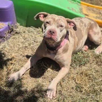 Enlarge Roxy, a Adoptable Pit Bull Terrier in Dover, AR image 1/3
