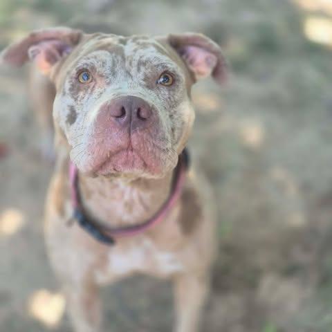 Enlarge Roxy, a Adoptable Pit Bull Terrier in Dover, AR image 2/3