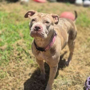 Enlarge Roxy, a Adoptable Pit Bull Terrier in Dover, AR image 3/3