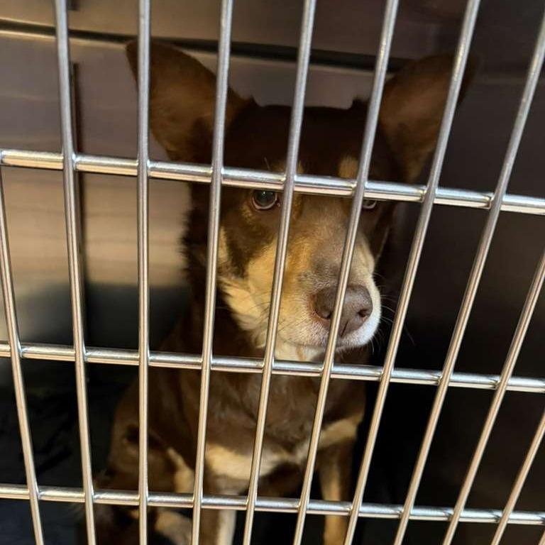 Blonde Espresso, Adoptable, Adult Female Mixed Breed.