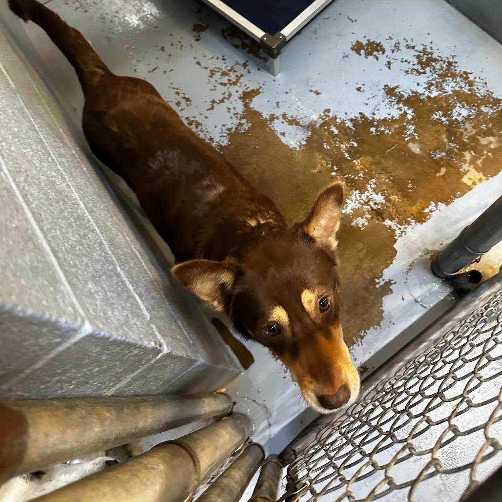 Enlarge Blonde Espresso, a Adoptable Mixed Breed in Gadsden, AL image 2/3