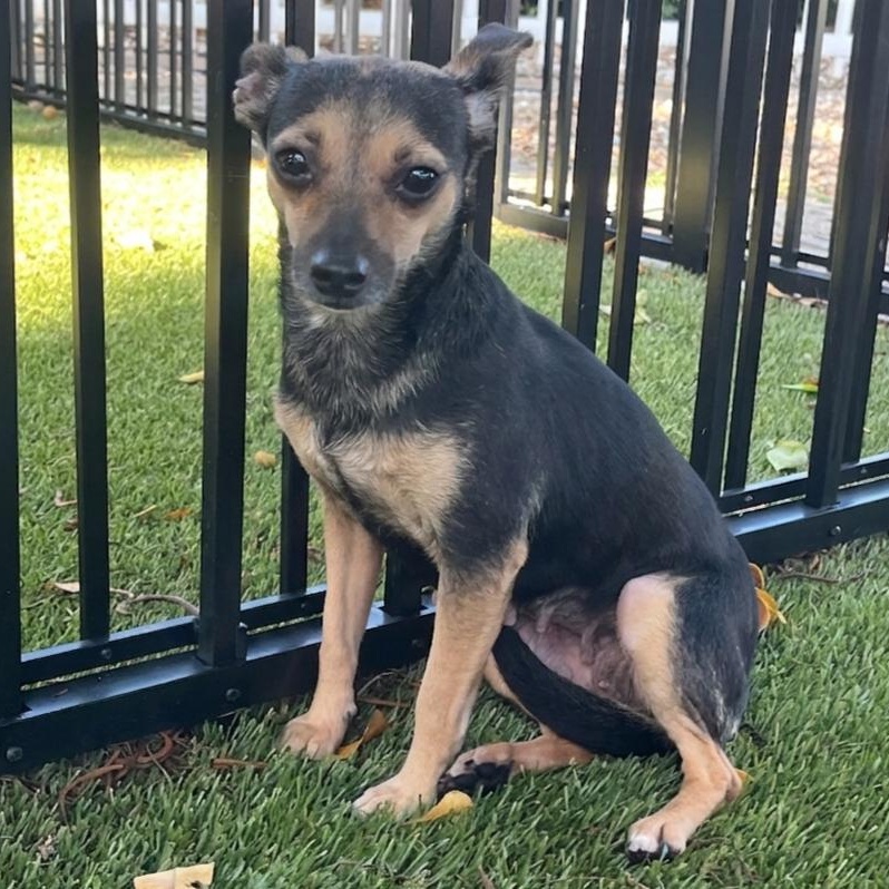Enlarge Marla 0425, an adoptable Chihuahua in Boca Raton, FL image 5/5