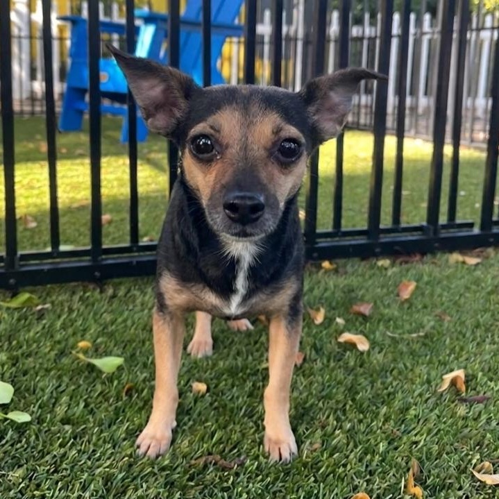Enlarge Marla 0425, an adoptable Chihuahua in Boca Raton, FL image 4/5