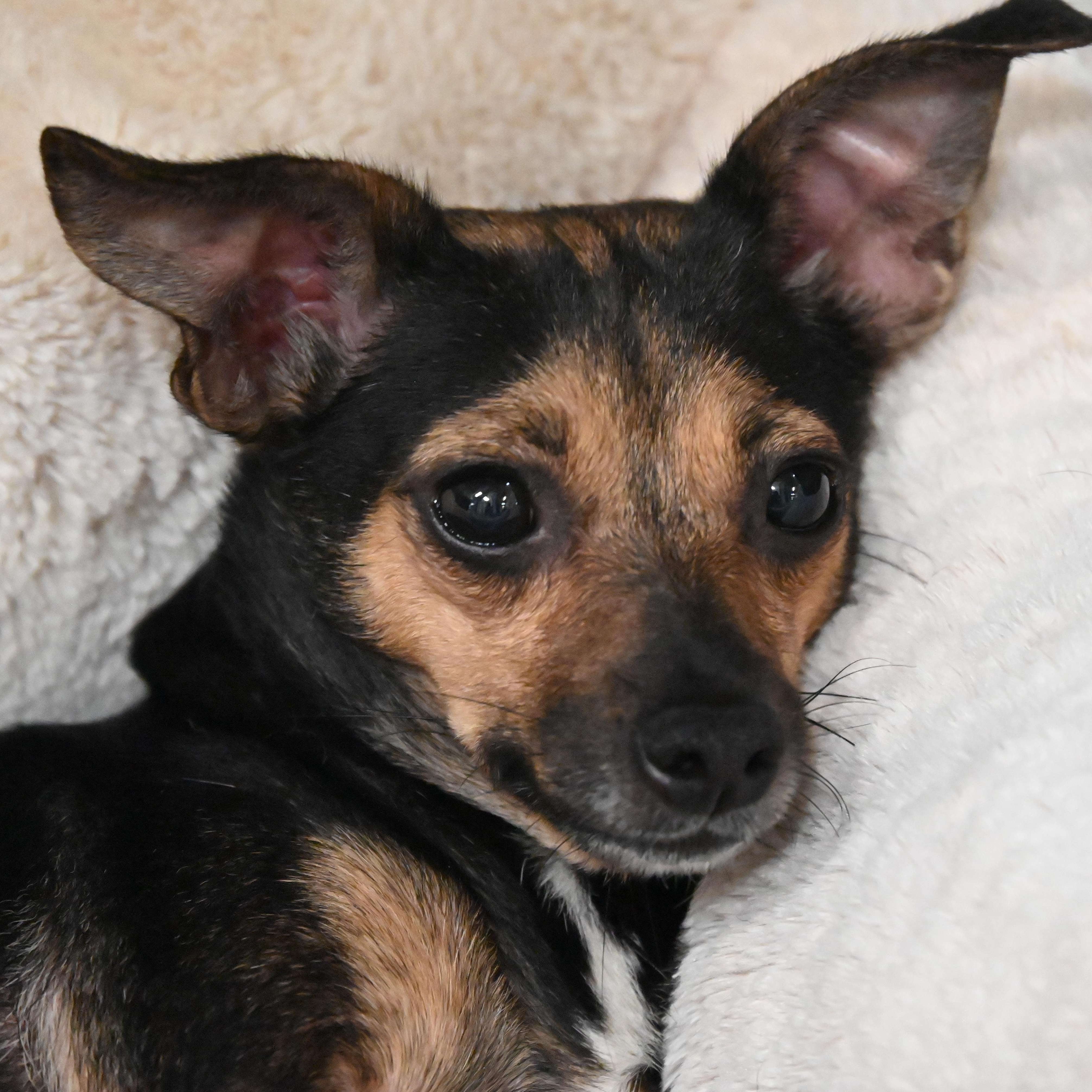 Enlarge Marla 0425, an adoptable Chihuahua in Boca Raton, FL image 1/5