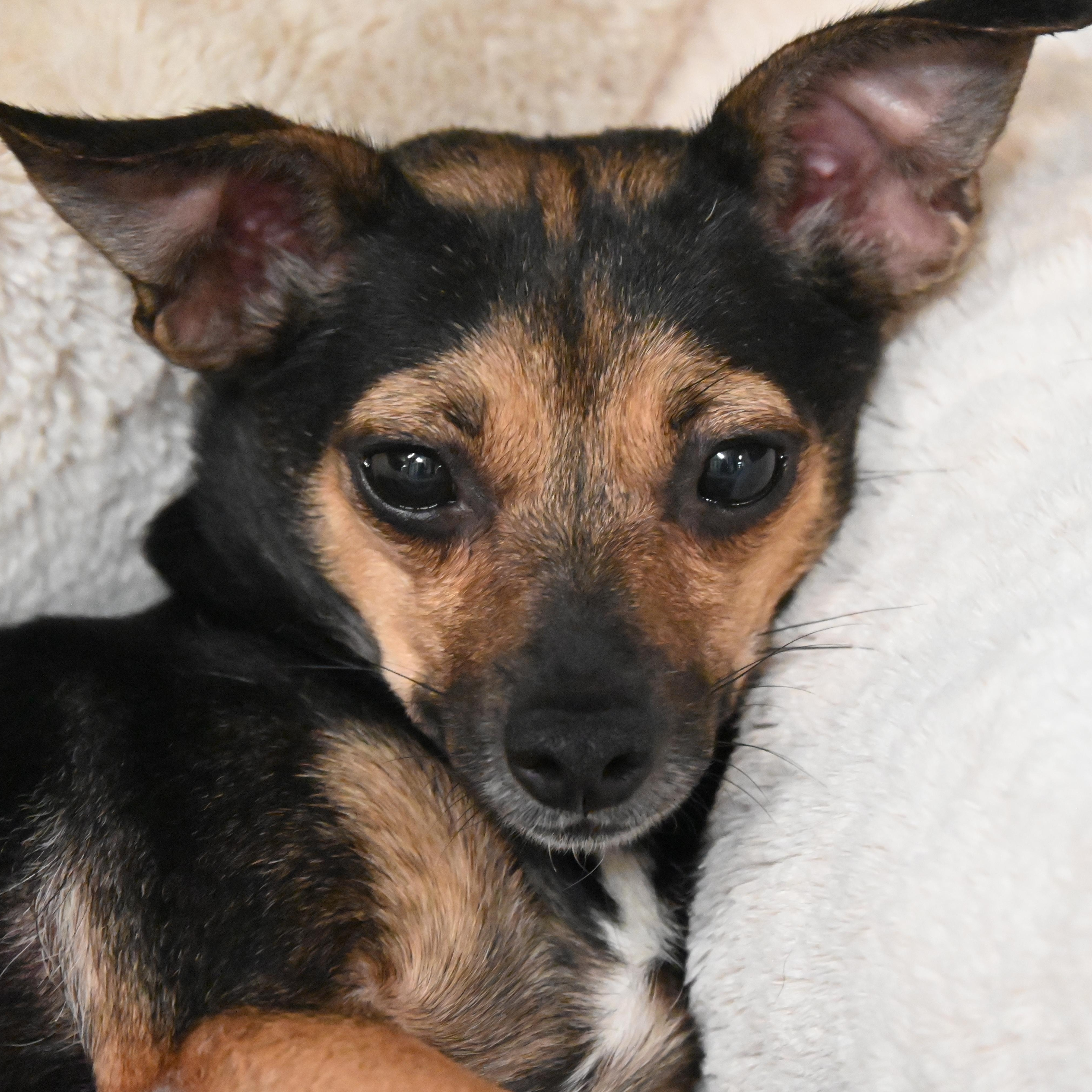 Enlarge Marla 0425, an adoptable Chihuahua in Boca Raton, FL image 2/5