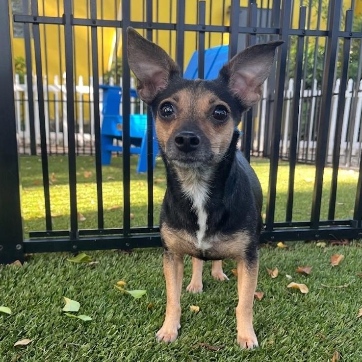 Enlarge Marla 0425, an adoptable Chihuahua in Boca Raton, FL image 3/5