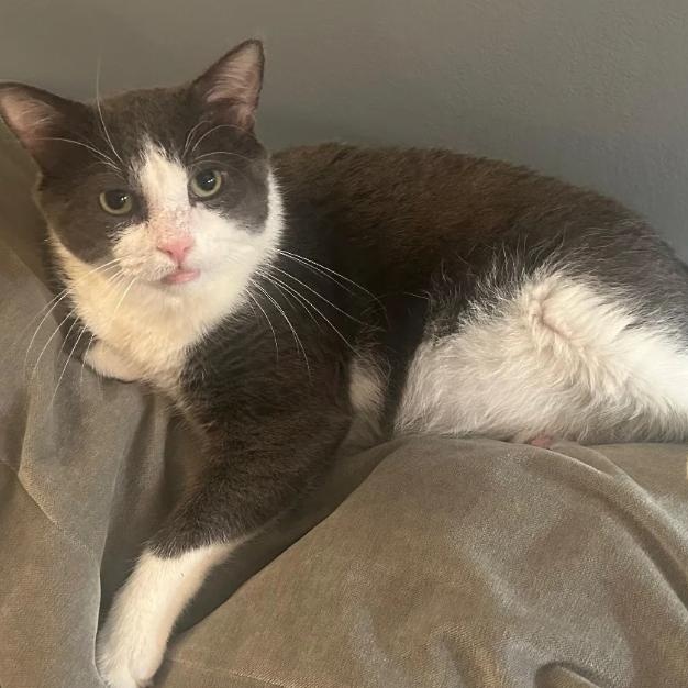 Enlarge Junior, a Adoptable Domestic Short Hair in Astoria, NY image 2/6