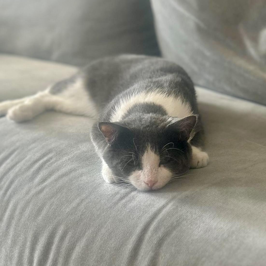 Enlarge Junior, a Adoptable Domestic Short Hair in Astoria, NY image 6/6