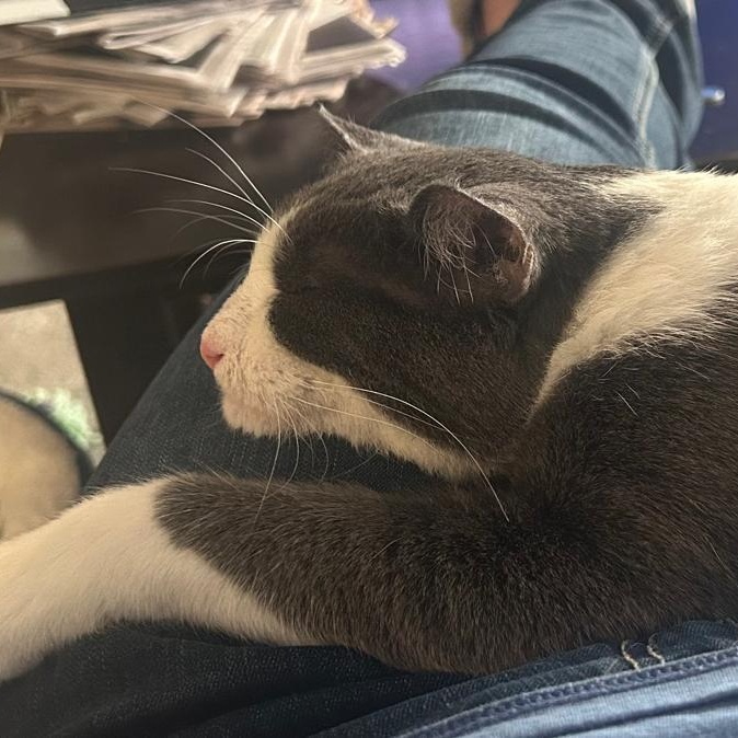 Enlarge Junior, a Adoptable Domestic Short Hair in Astoria, NY image 5/6