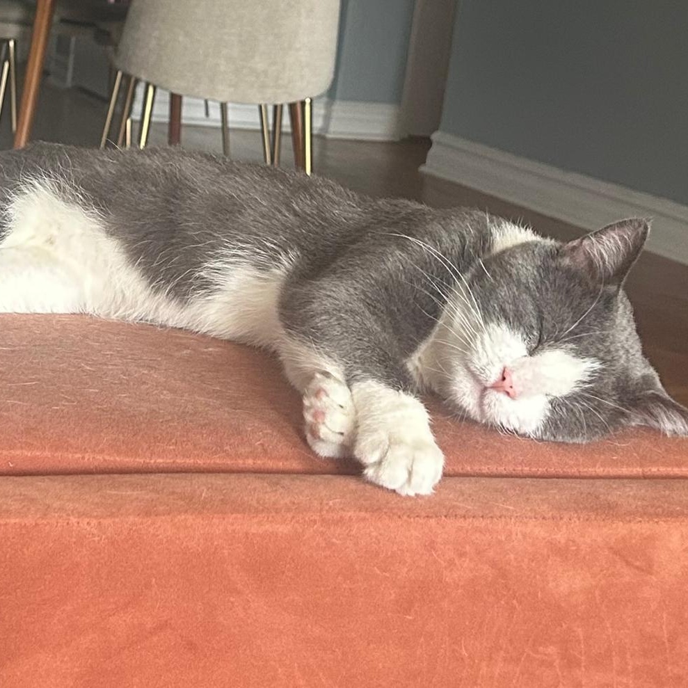 Enlarge Junior, a Adoptable Domestic Short Hair in Astoria, NY image 4/6