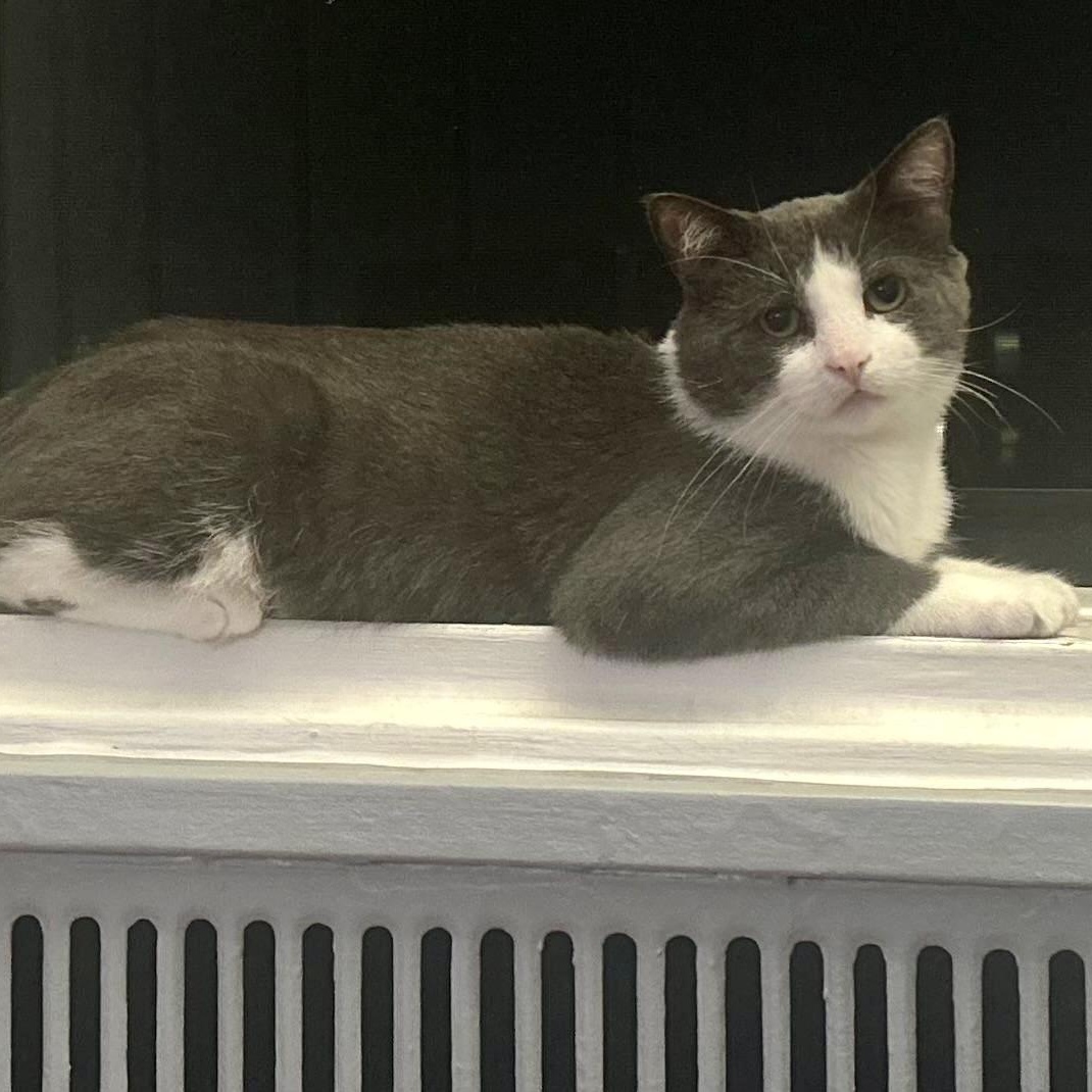 Enlarge Junior, a Adoptable Domestic Short Hair in Astoria, NY image 1/6