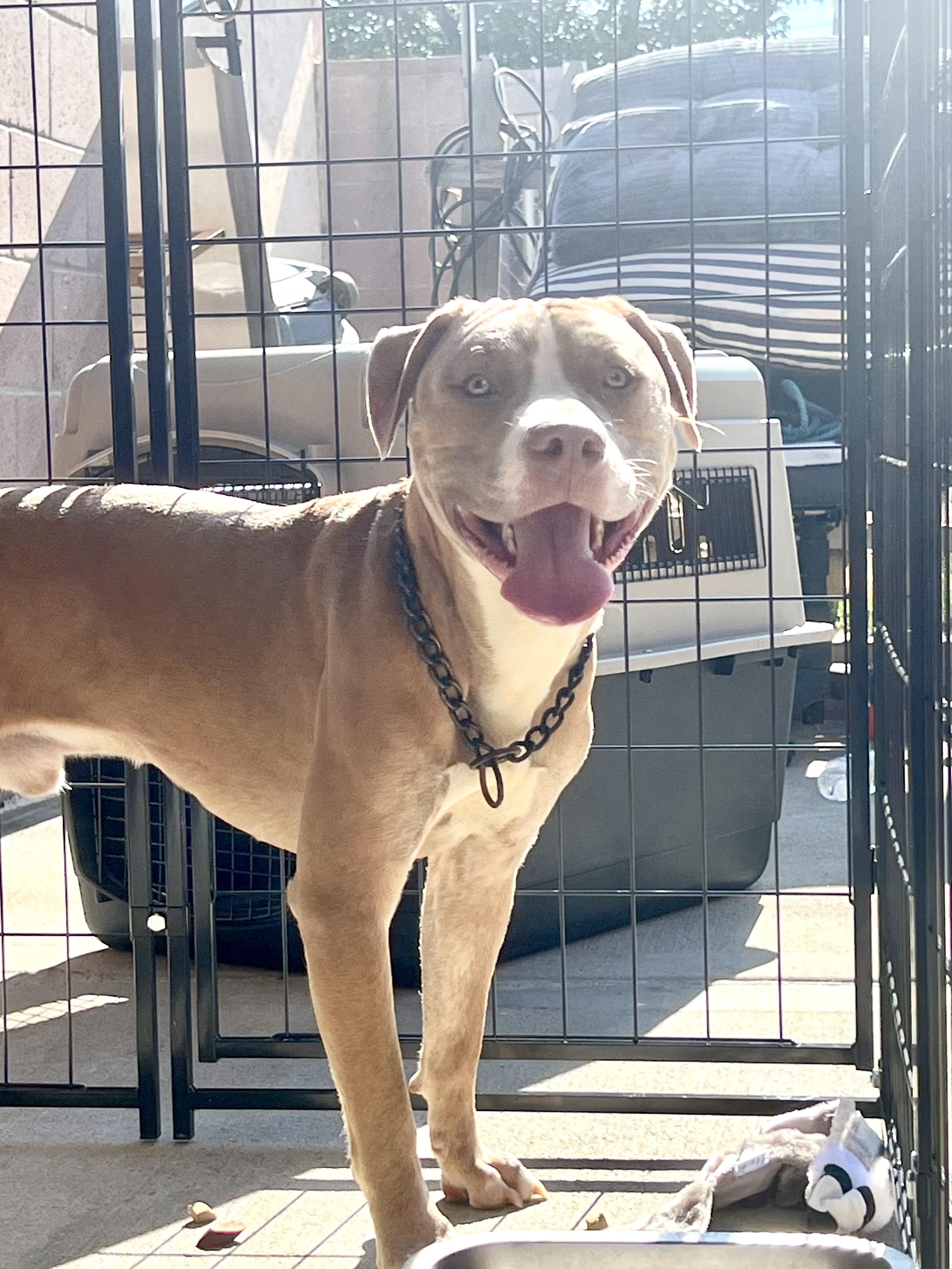 Enlarge Chance, an adopted Pit Bull Terrier in Los Angeles , CA image 3/6