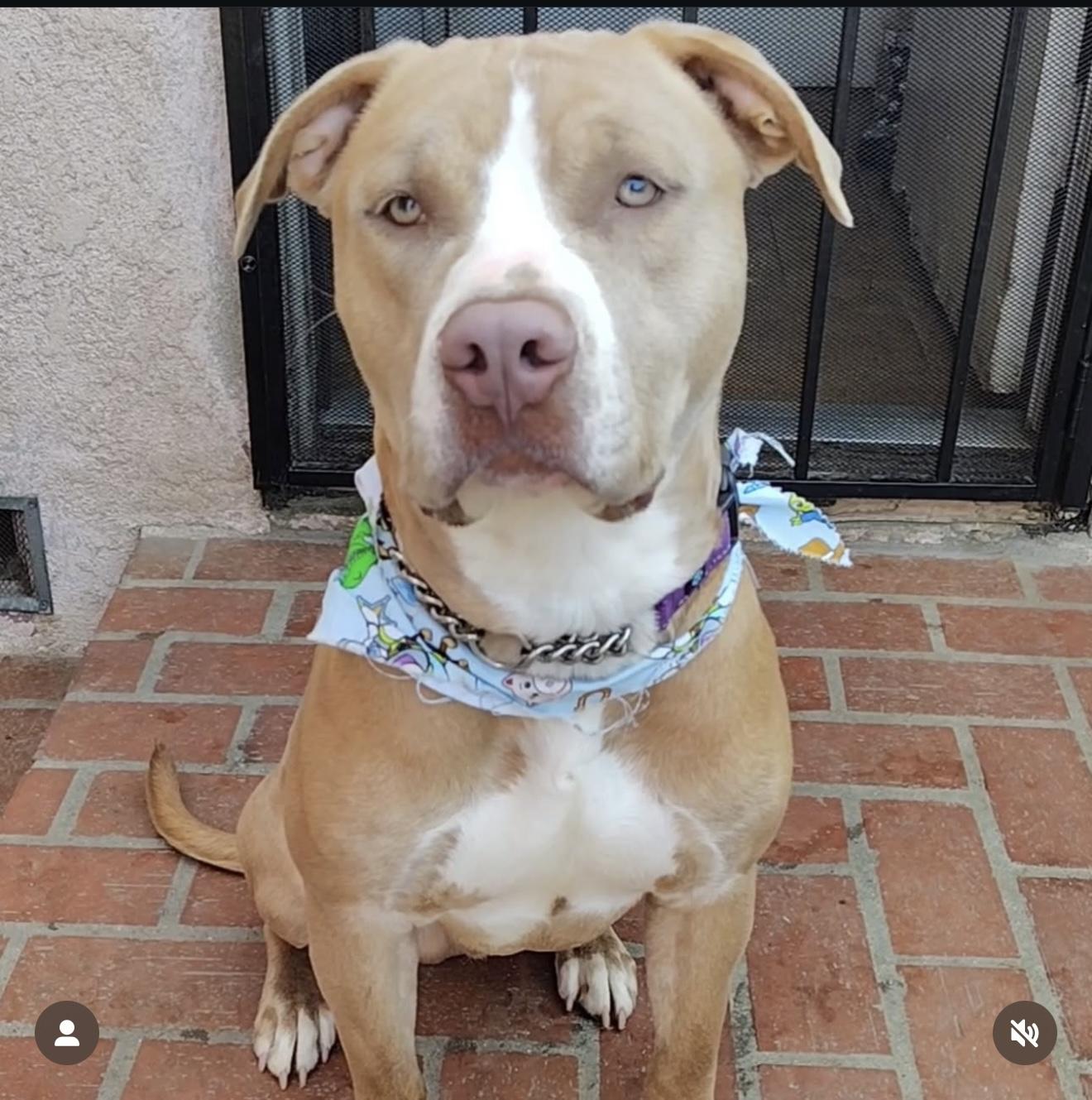 Chance, adopted, Young Male Pit Bull Terrier.