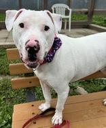 Enlarge Barley, a Adoptable Bull Terrier image 1/1