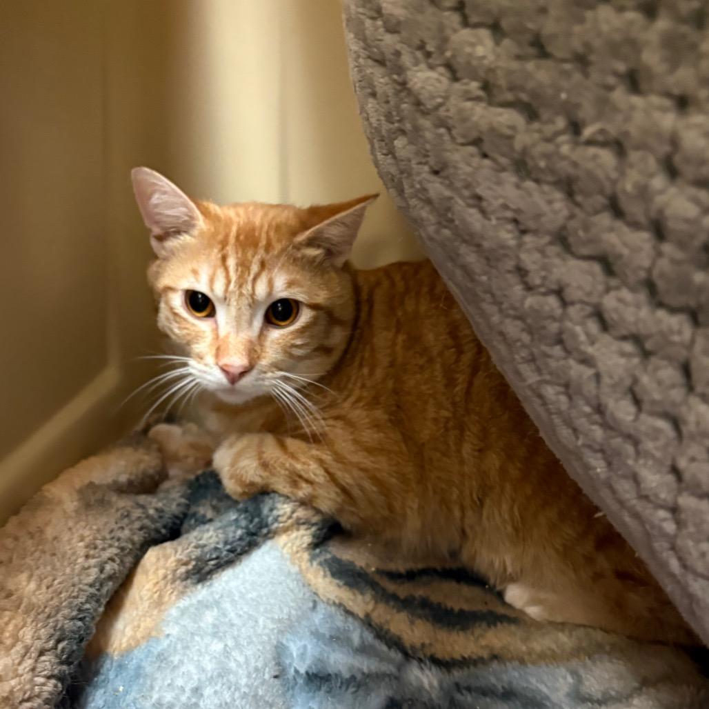Enlarge Goldfish, a Adoptable Domestic Short Hair in Spokane, WA image 1/6