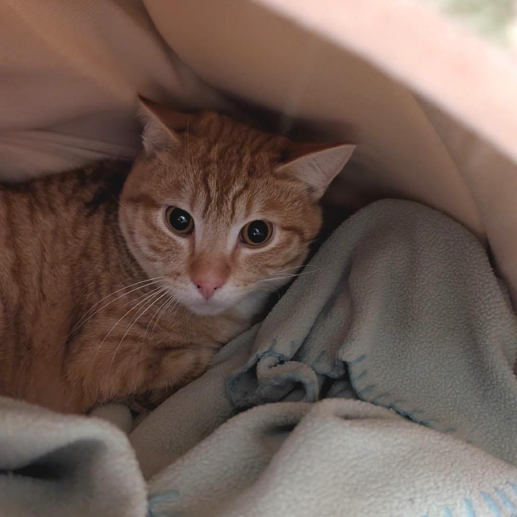 Enlarge Goldfish, a Adoptable Domestic Short Hair in Spokane, WA image 2/6