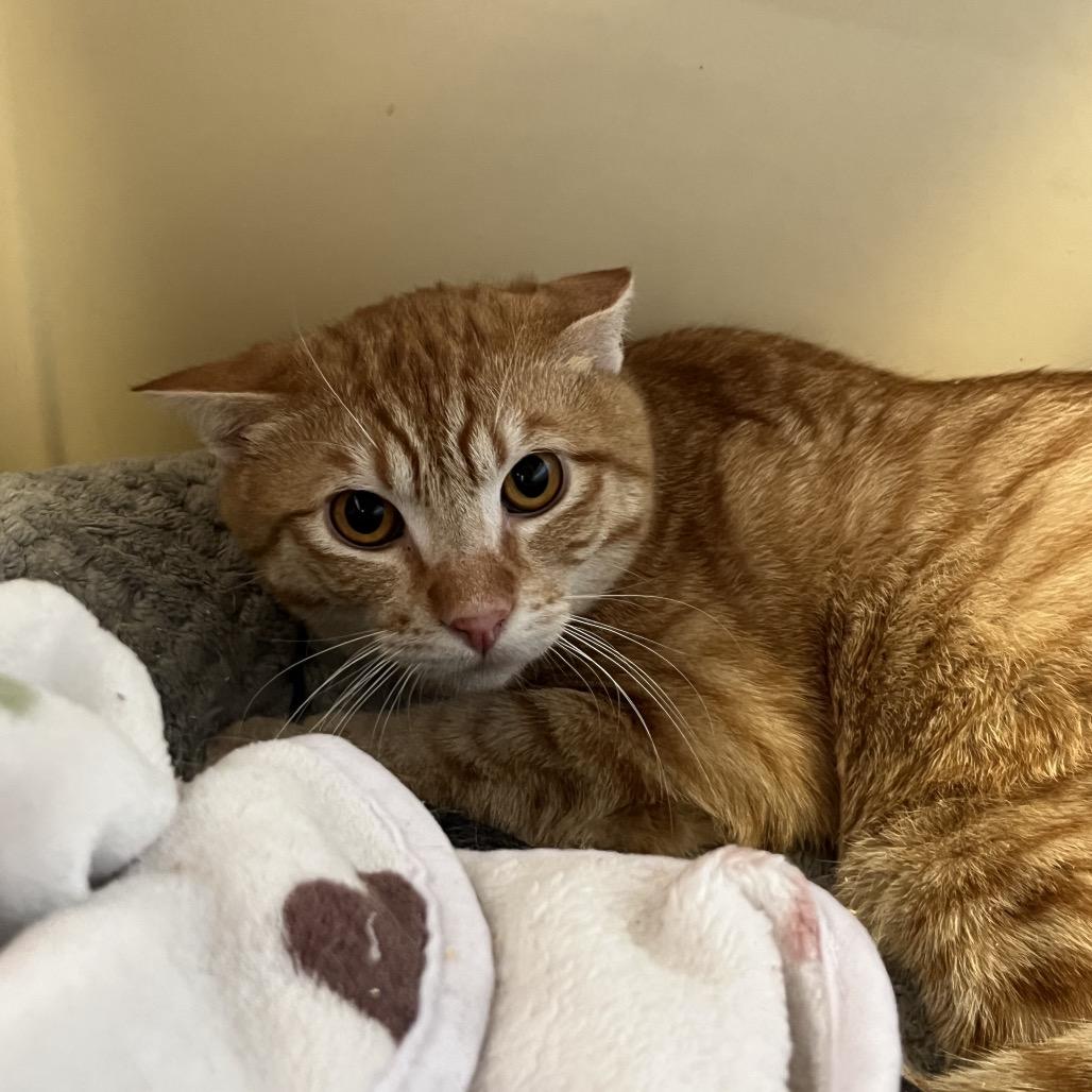 Enlarge Goldfish, a Adoptable Domestic Short Hair in Spokane, WA image 3/6