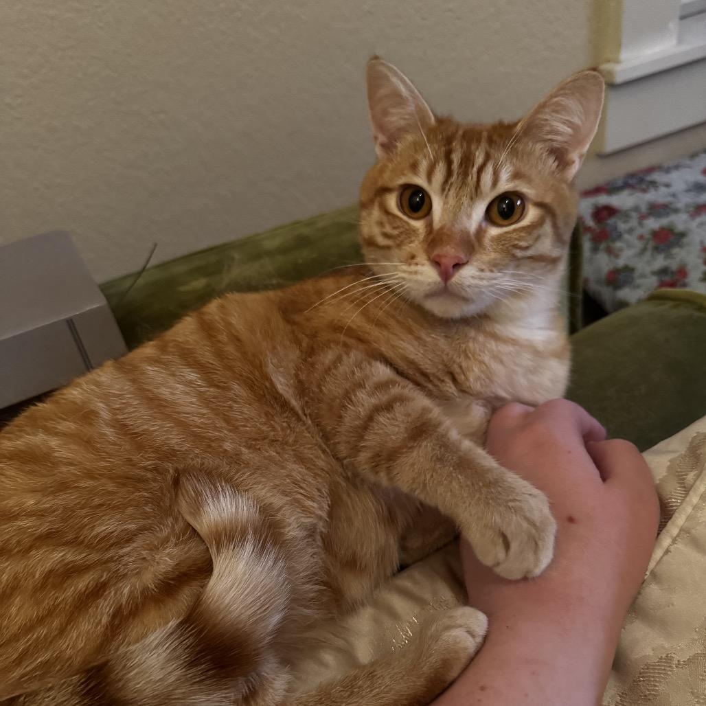 Enlarge Goldfish, a Adoptable Domestic Short Hair in Spokane, WA image 4/6