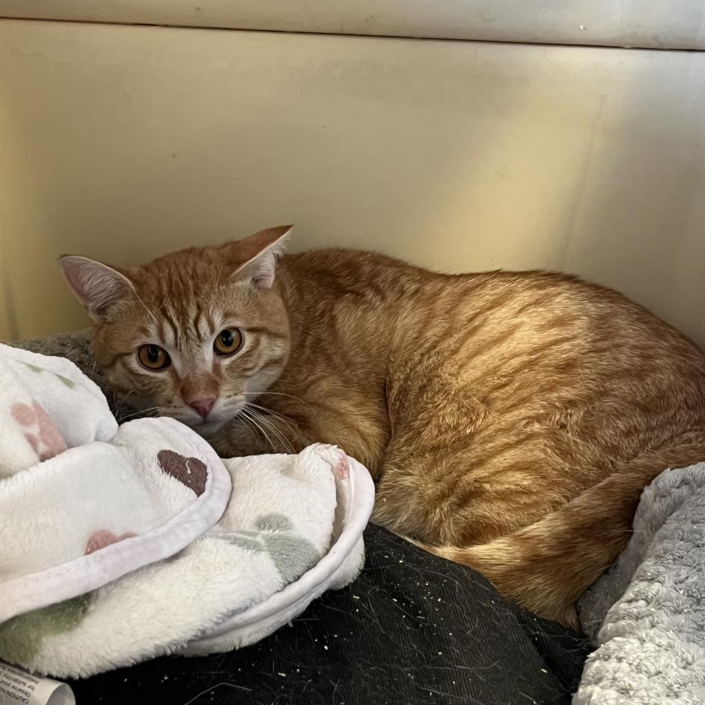 Enlarge Goldfish, a Adoptable Domestic Short Hair in Spokane, WA image 5/6