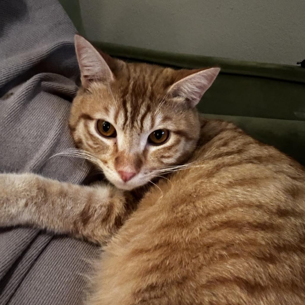 Enlarge Goldfish, a Adoptable Domestic Short Hair in Spokane, WA image 6/6