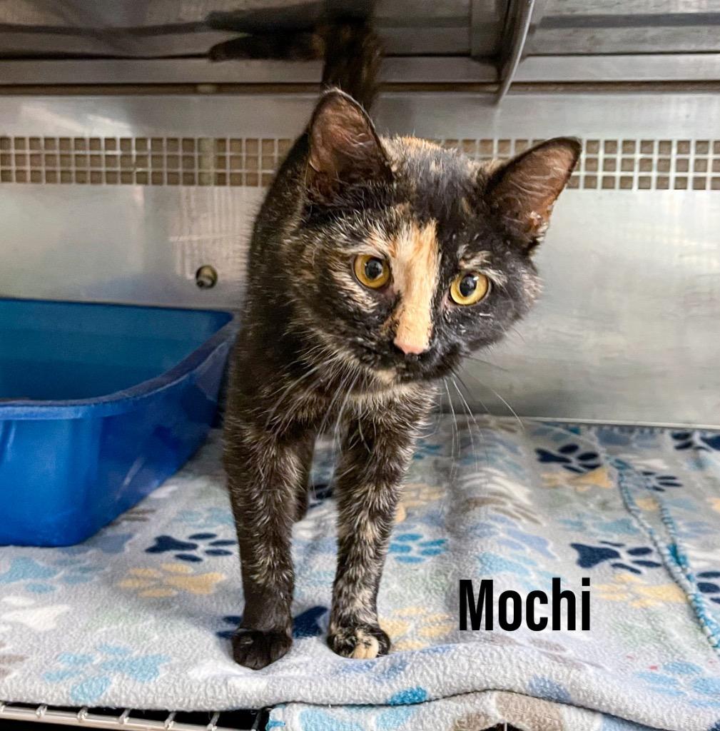 Mochi, Adoptable, Young Female Domestic Short Hair.