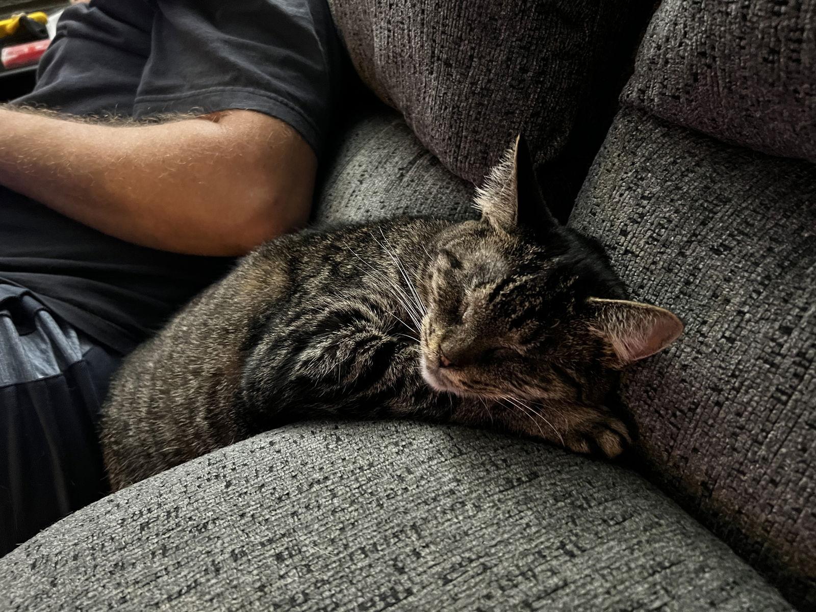 Daphne- special needs, Adoptable, Adult Female Domestic Short Hair.