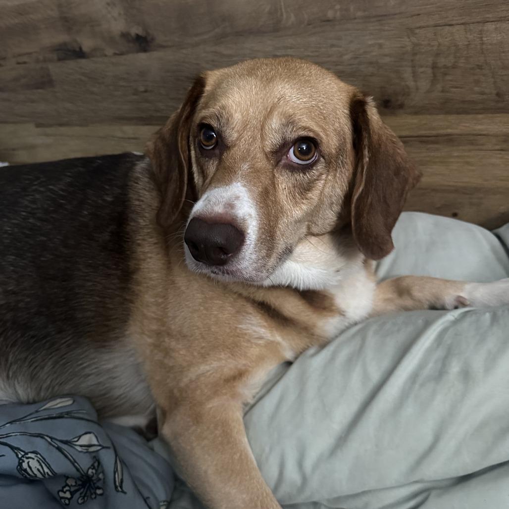 Roxie, Adoptable, Adult Female Beagle.