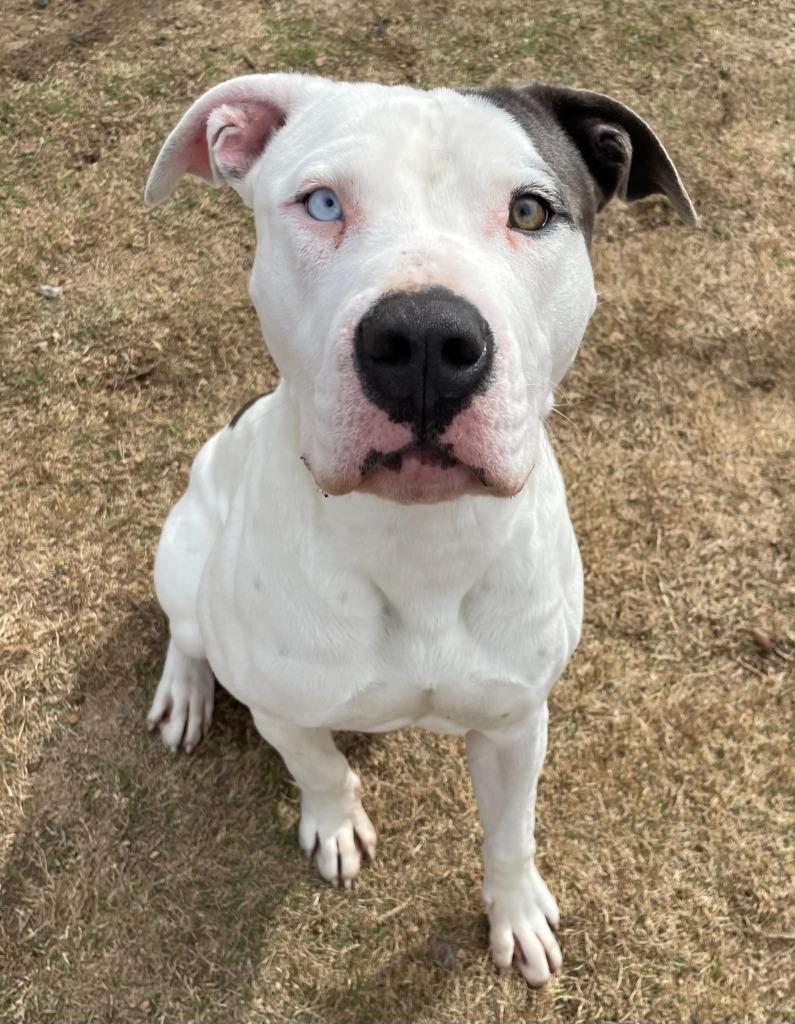 Dennis, Adoptable, Adult Male Pit Bull Terrier.