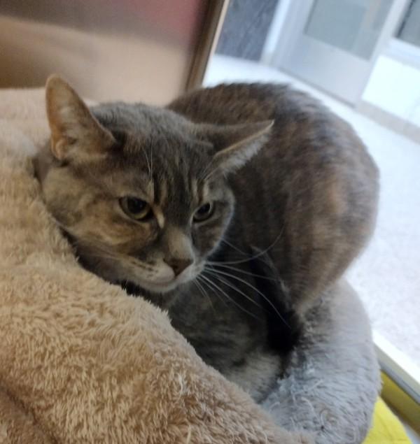 Weems 45842, a Adoptable mixed breed in Pocatello, ID image 3/3