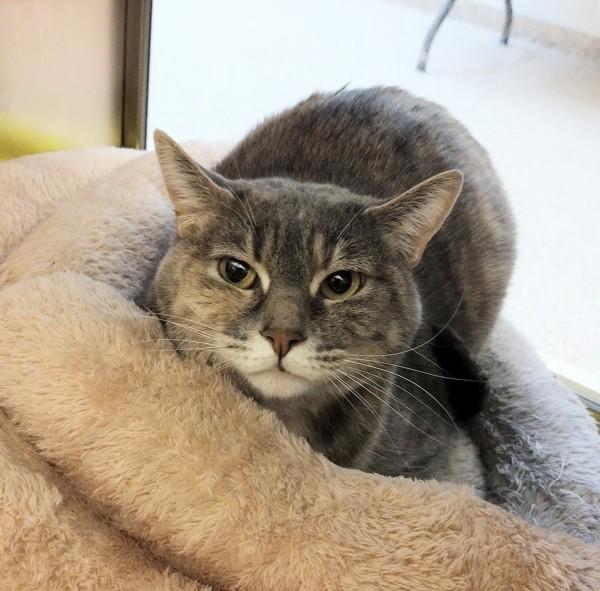Weems 45842, Adoptable, Adult Female Domestic Short Hair.