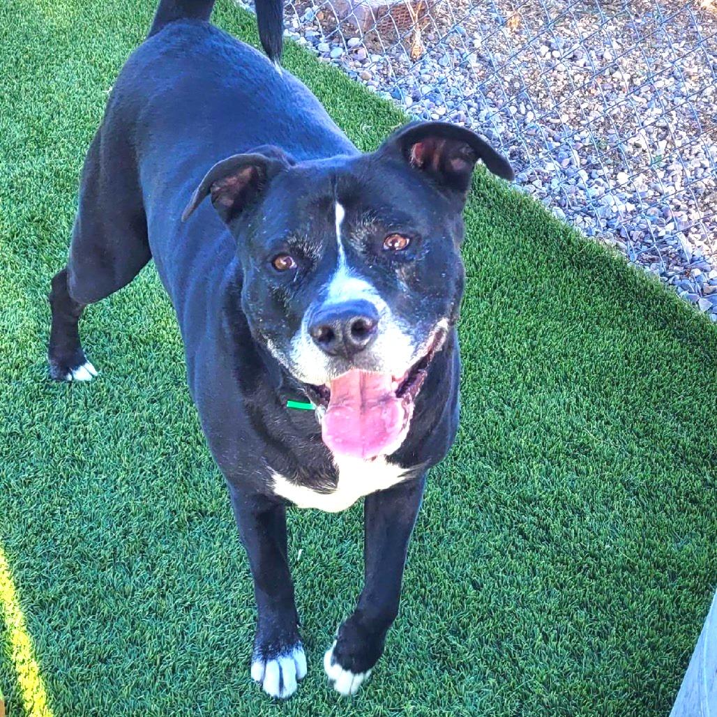 Wilbur, a Adoptable Pit Bull Terrier in Idaho Falls, ID image 1/6
