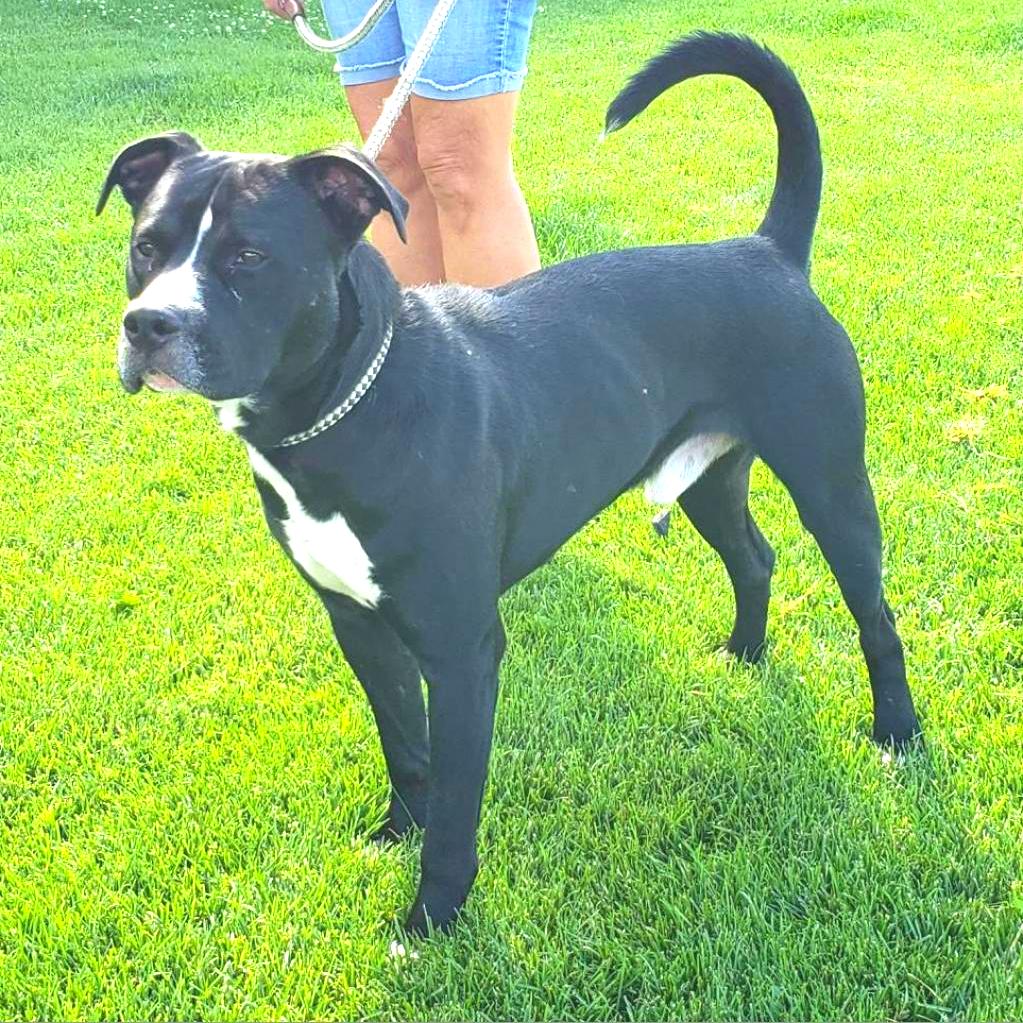 Wilbur, a Adoptable Pit Bull Terrier in Idaho Falls, ID image 2/6