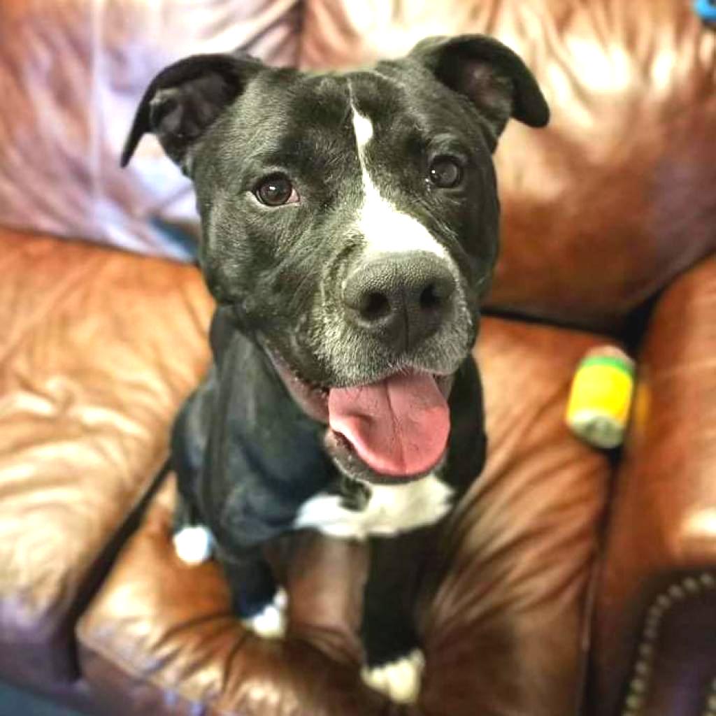 Wilbur, a Adoptable Pit Bull Terrier in Idaho Falls, ID image 3/6