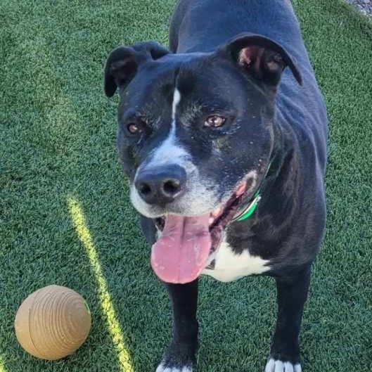 Wilbur, a Adoptable Pit Bull Terrier in Idaho Falls, ID image 4/6