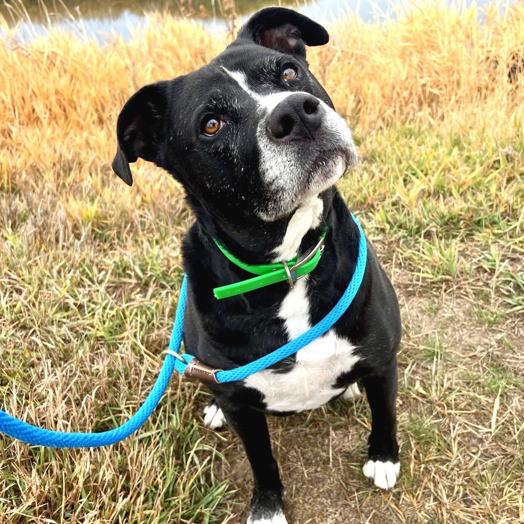 Wilbur, a Adoptable Pit Bull Terrier in Idaho Falls, ID image 5/6