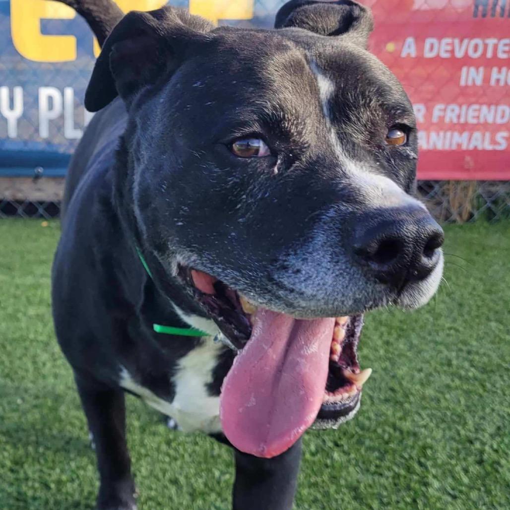Wilbur, a Adoptable Pit Bull Terrier in Idaho Falls, ID image 6/6