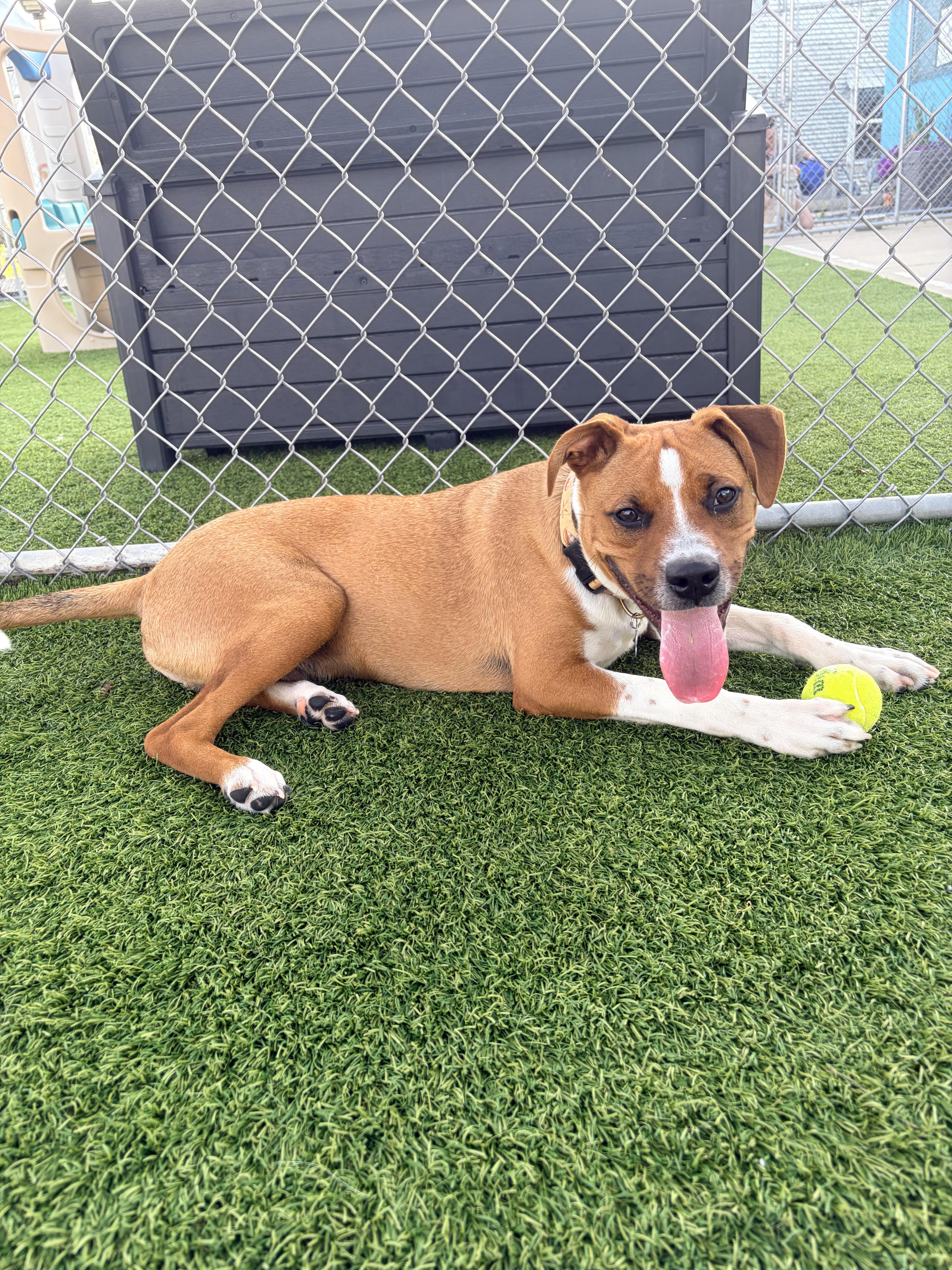 Rusty, a Adoptable Mixed Breed in Cedar Rapids, IA image 3/4