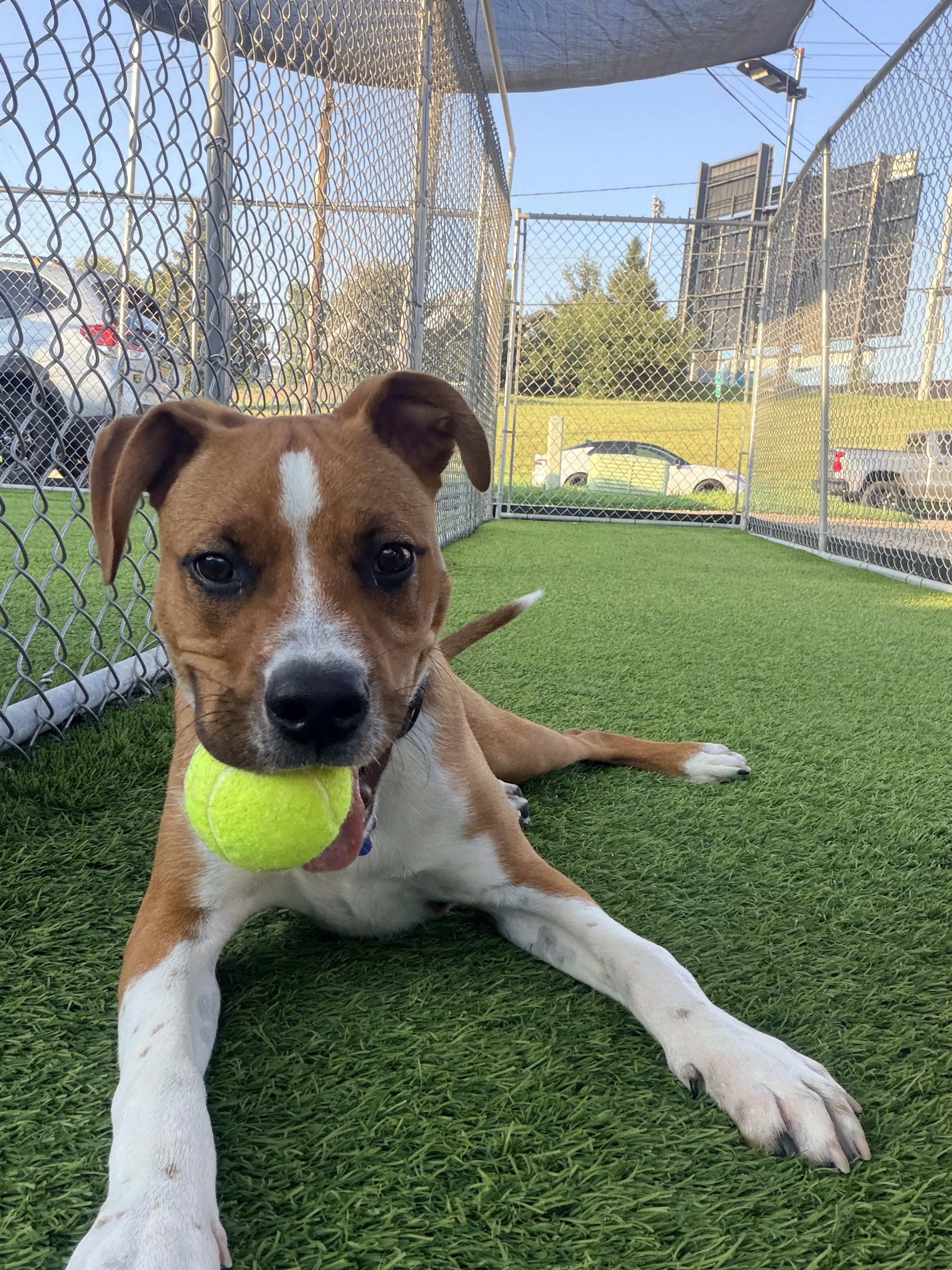 Rusty, Adoptable, Puppy Male Mixed Breed.