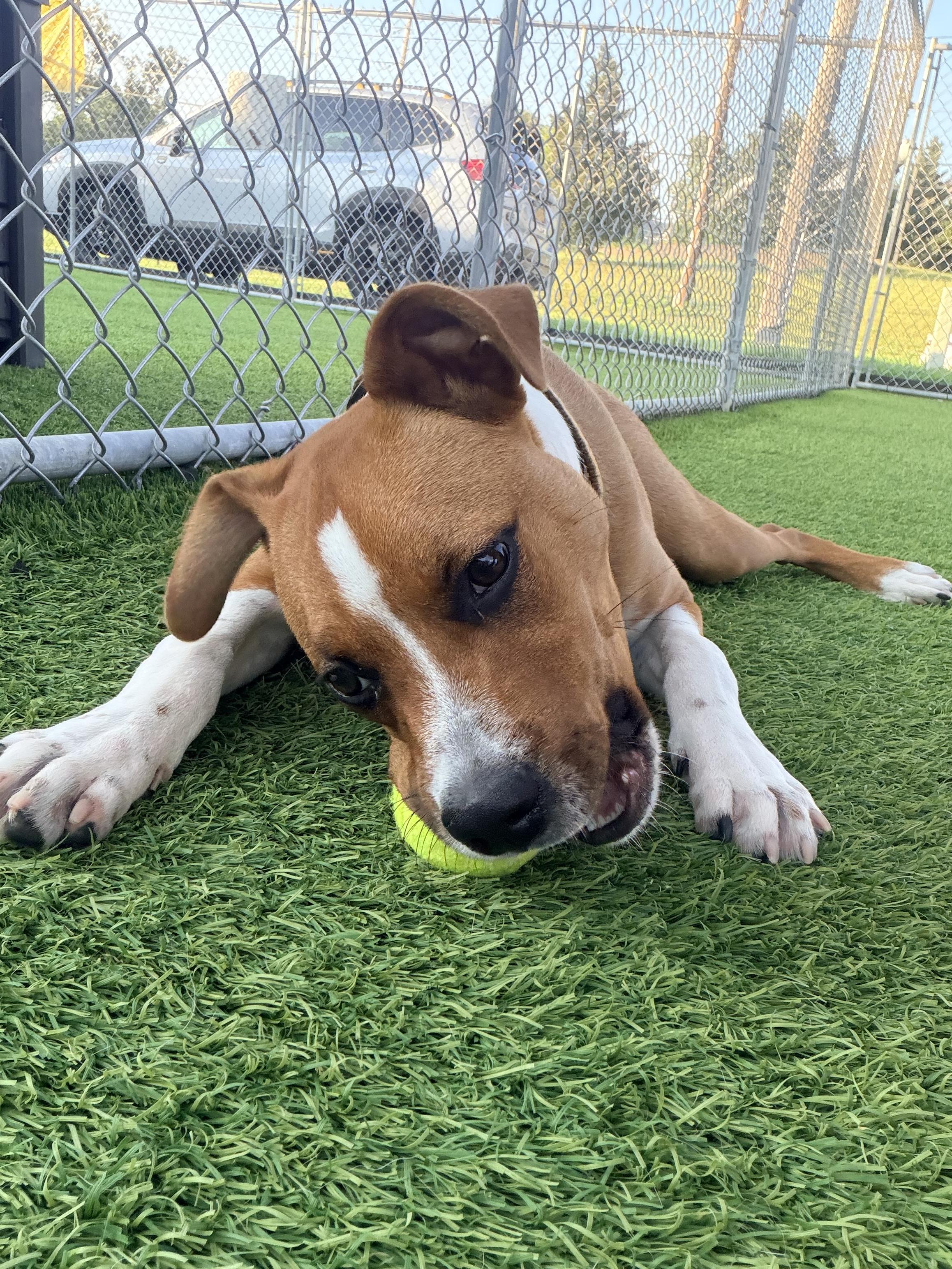 Rusty, a Adoptable Mixed Breed in Cedar Rapids, IA image 4/4