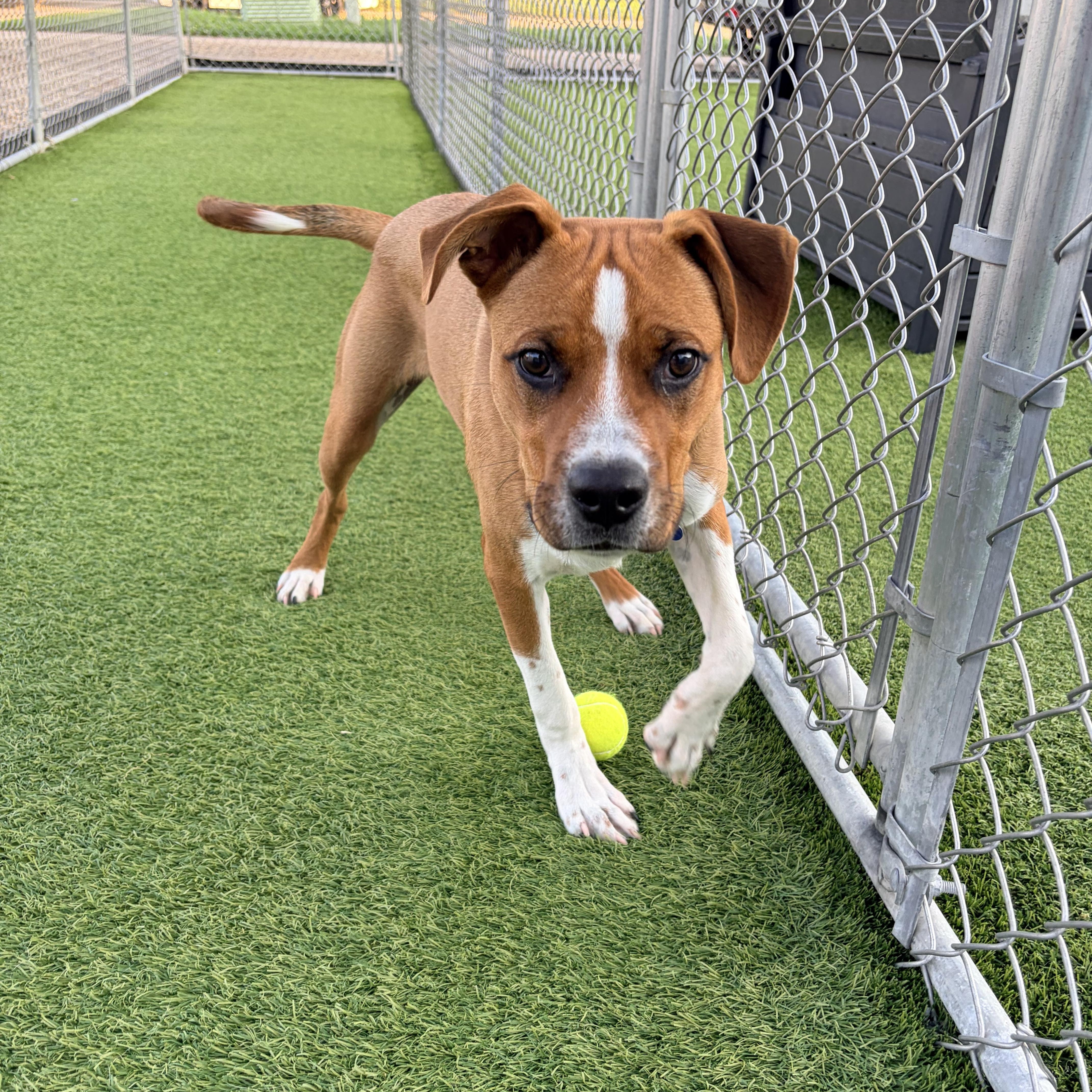 Rusty, a Adoptable Mixed Breed in Cedar Rapids, IA image 2/4