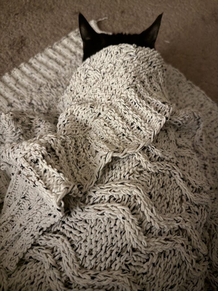 Stormy, adopted, Young Female Tuxedo.