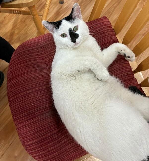 Enlarge Casper, a Adoptable Domestic Short Hair in Williamsburg, IA image 2/3