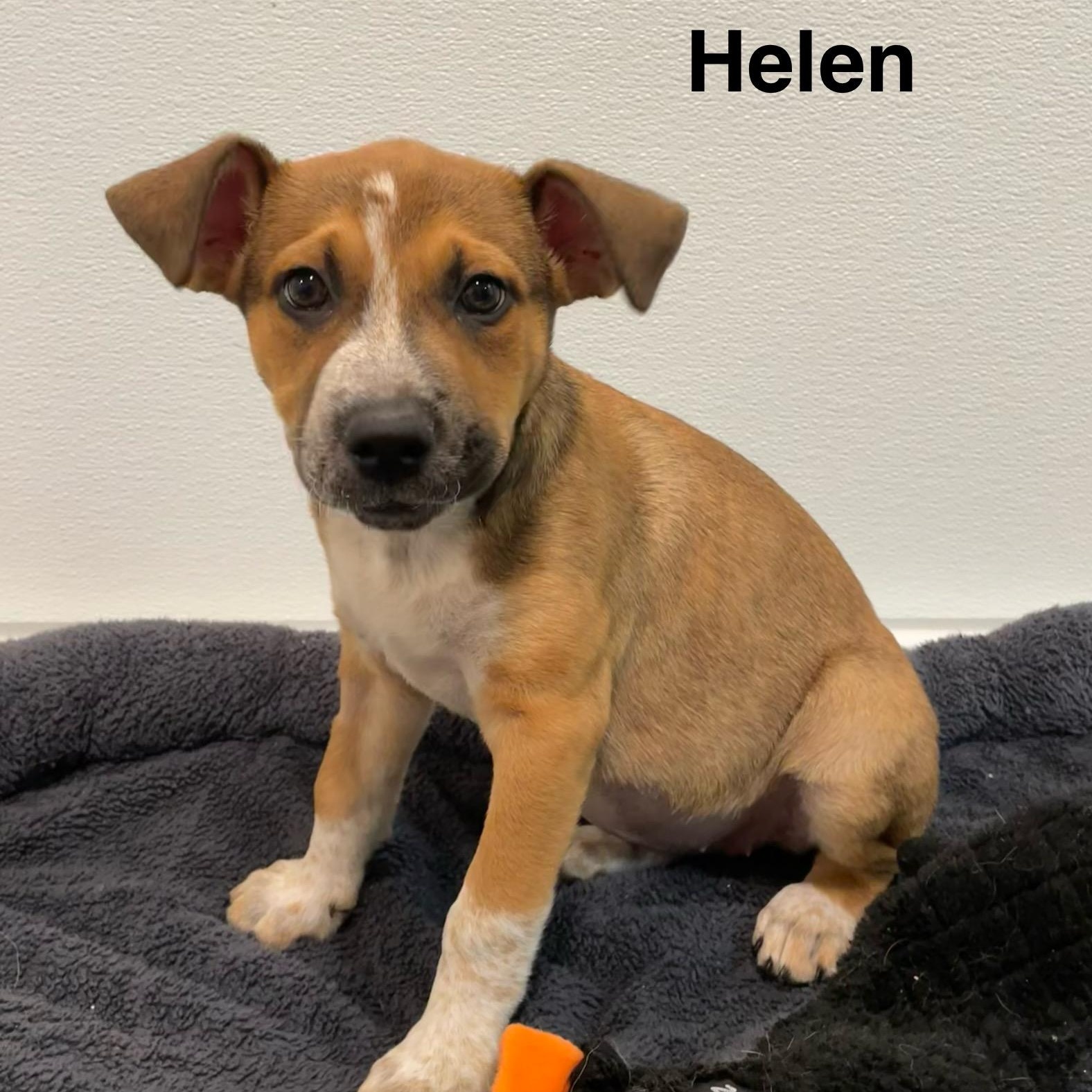 Odyssey Litter, a Adoptable mixed breed in Friday Harbor, WA image 3/5