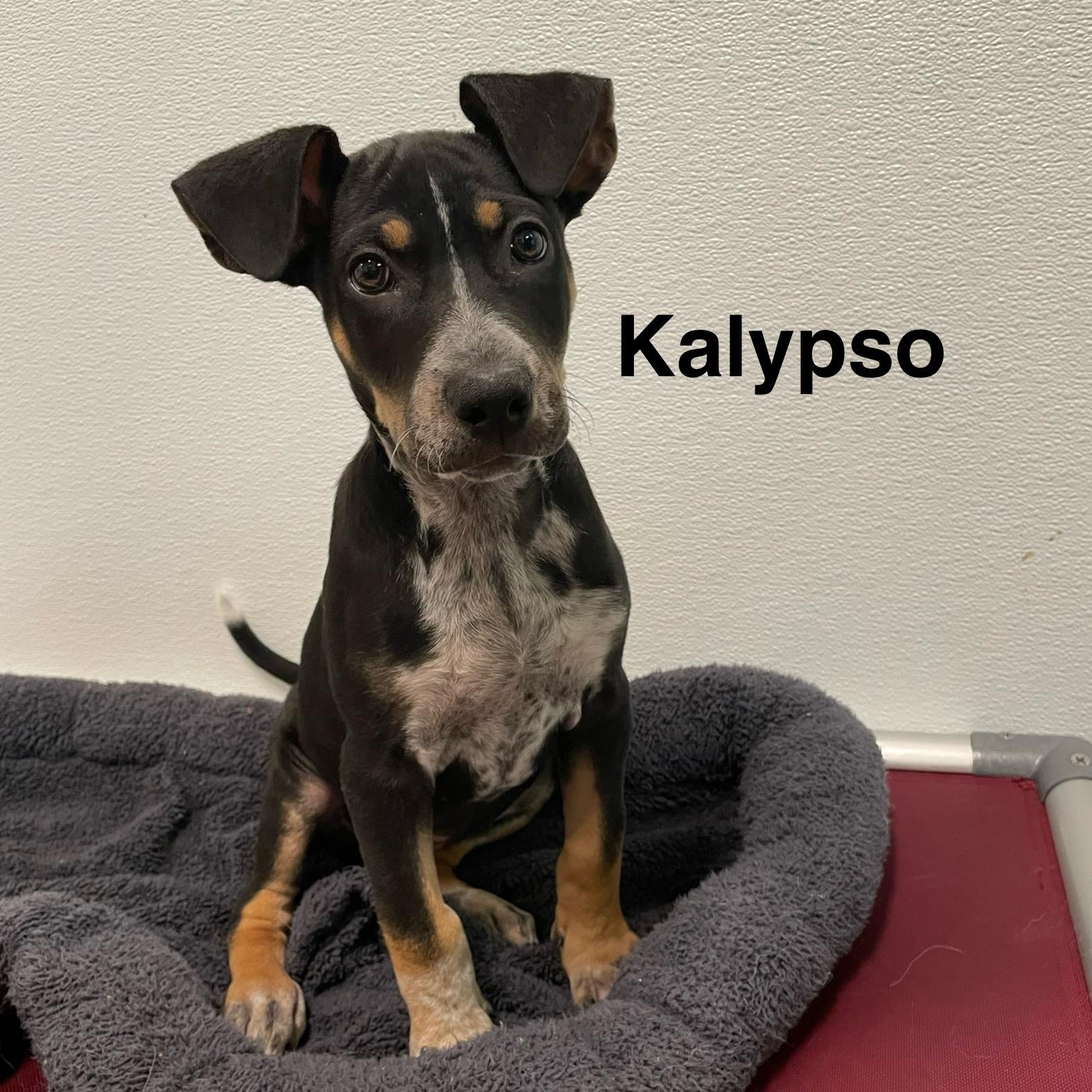 Odyssey Litter, a Adoptable mixed breed in Friday Harbor, WA image 2/5
